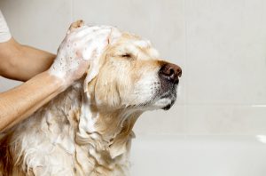 tub for dogs