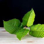 kratom vendors