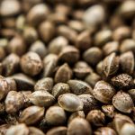 A Beginner's Guide to Buying Cannabis Seeds Online Safely