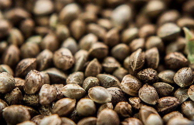 A Beginner's Guide to Buying Cannabis Seeds Online Safely